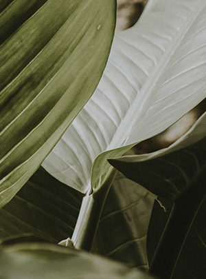 aa